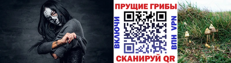 как найти закладки  Протвино  Псилоцибиновые грибы MAGIC MUSHROOMS 